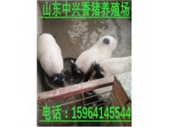菏泽巴马香猪养殖场晋城大型巴马香猪养殖基