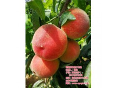 桃苗种植利润|武汉桃苗种植|枣阳桃花岛