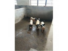 藏香猪养殖场湖北宜城市周边大雁养殖场香猪