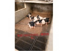 藏香猪养殖场福建龙海市周边小巴马香猪好养