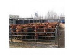 河南省利木赞牛哪里有卖的